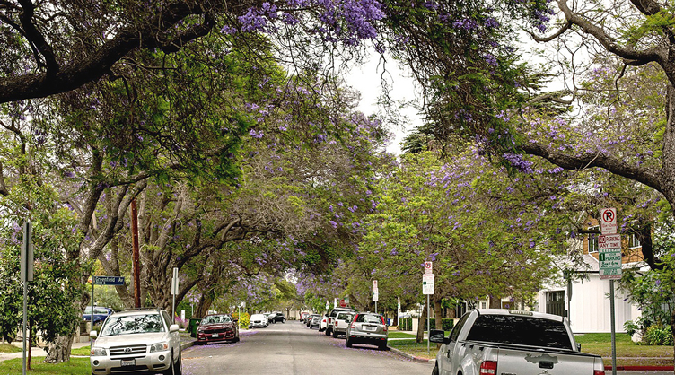 A street scene in West Los Angeles with trees